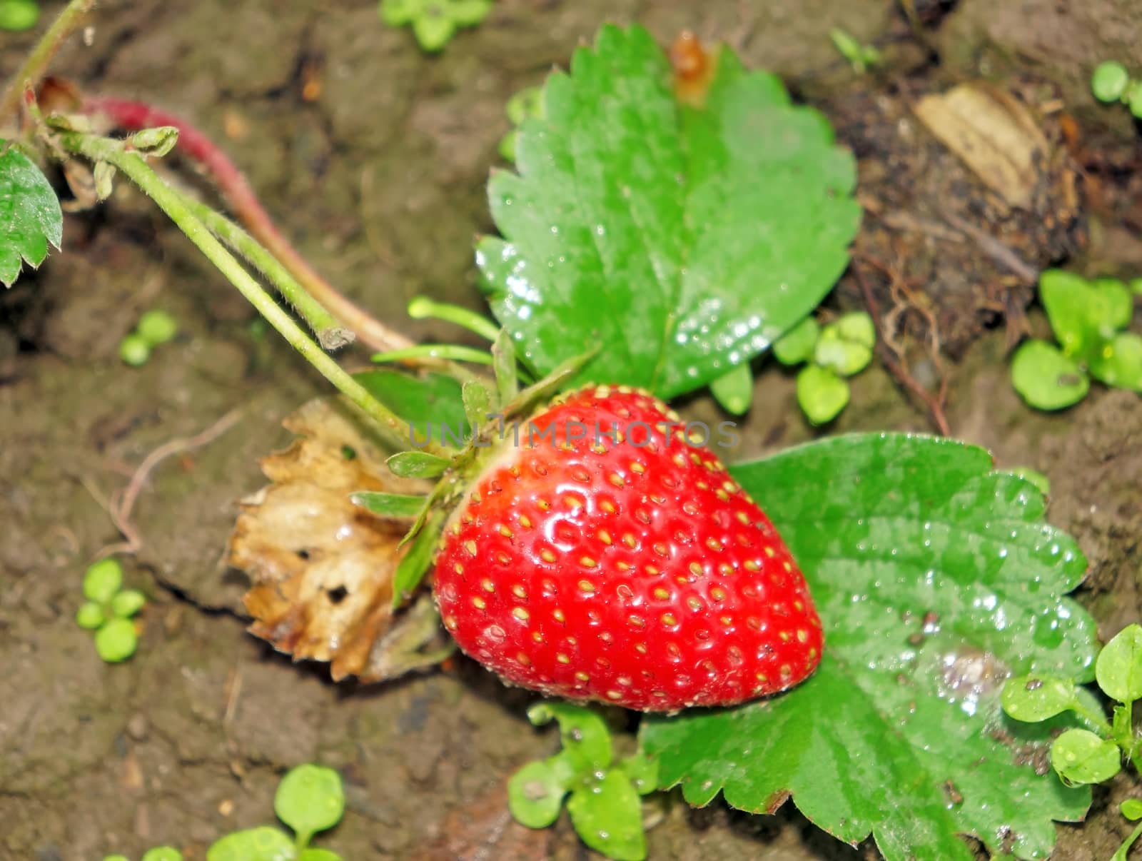  Red ripe strawberry on a bed in the garden            