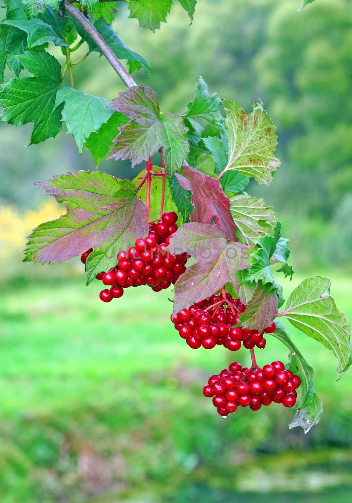 Ripe red viburnum on a bush