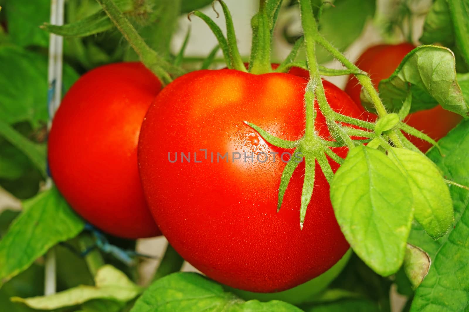 Tomatoes  in a greenhouse  closeup