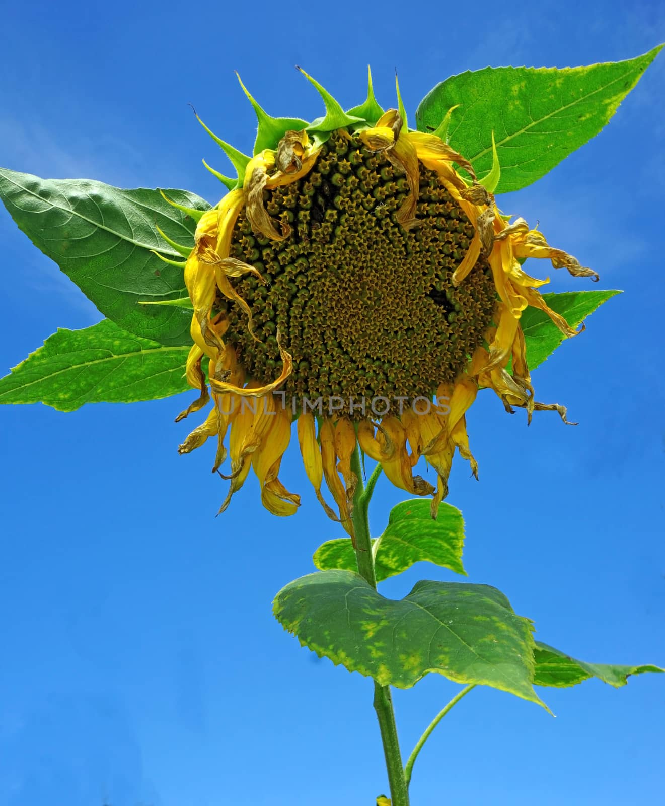 Ripe sunflower against a blue sky