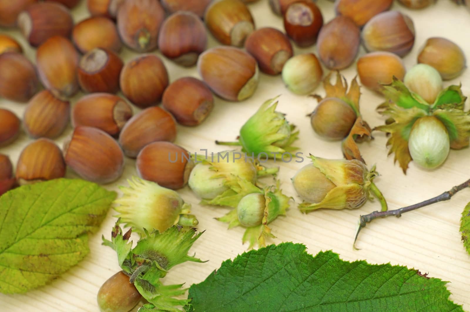 Ripe and unripe green walnuts with leaves on a light wood closeup as background