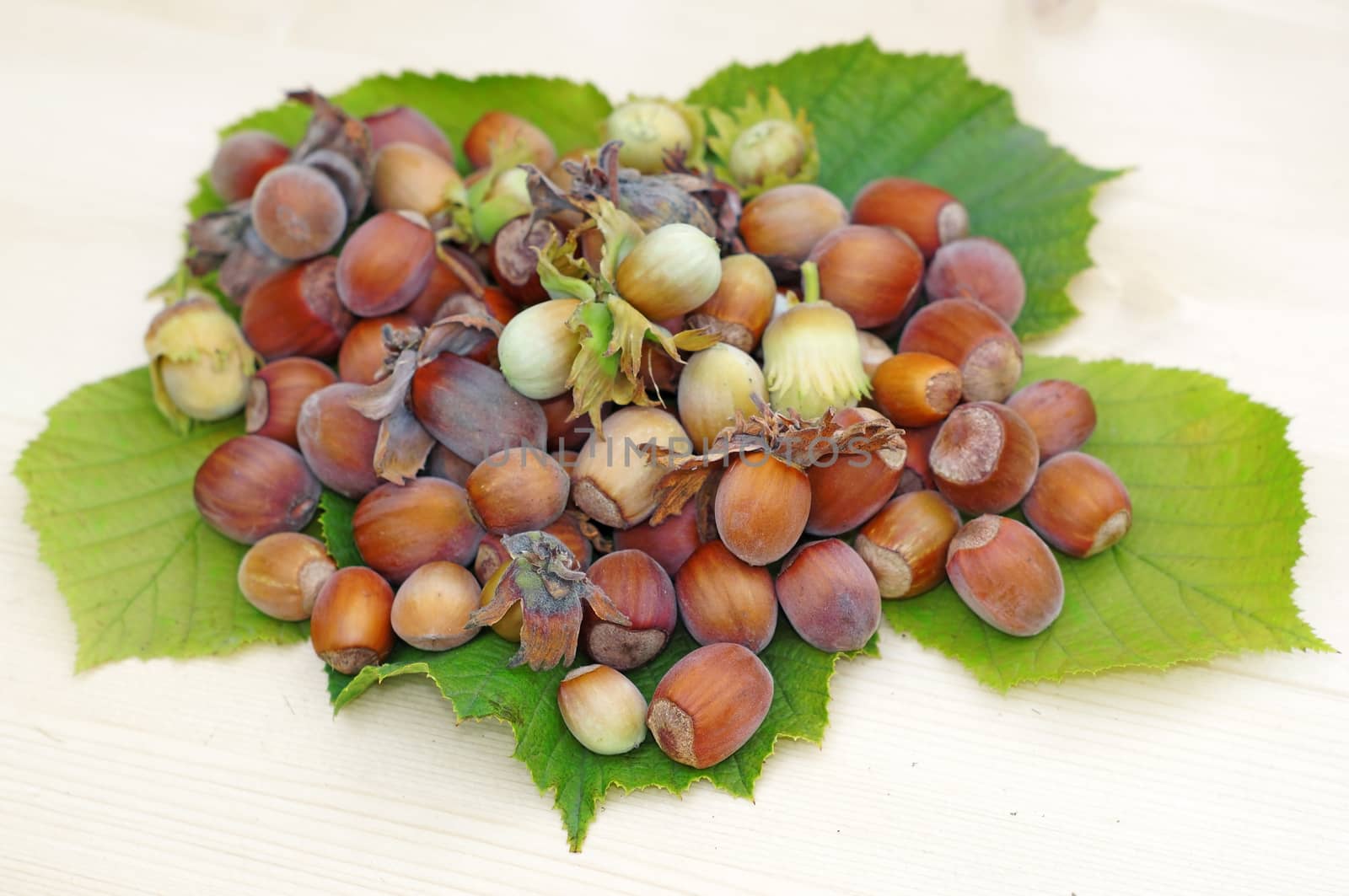  Heap of hazelnuts on leaves close up on a light wood             