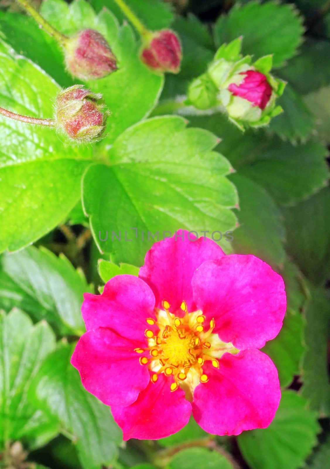 Closeup of  Strawberries with pink flowers