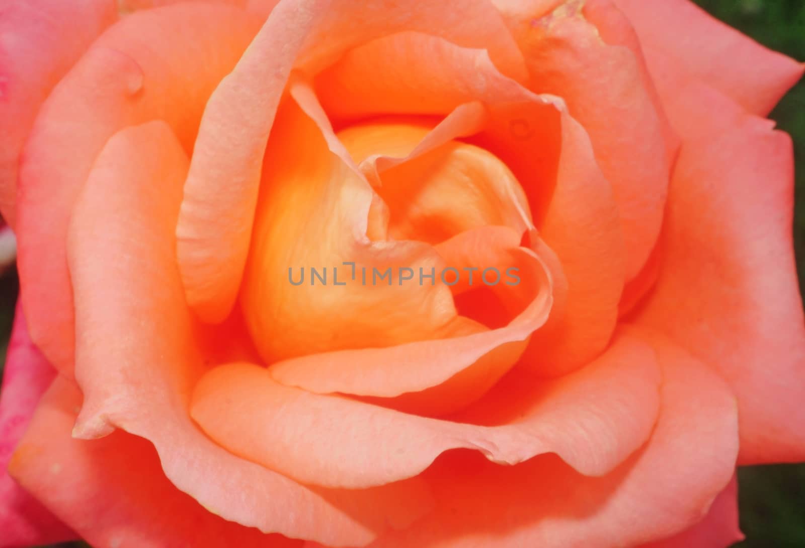 Beautiful flower light pink rose close-up as background                     