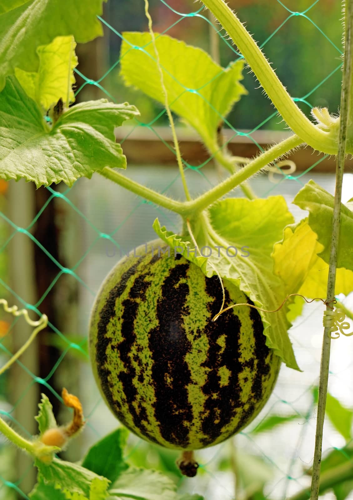 Melon "Vietnamese" - a miniature