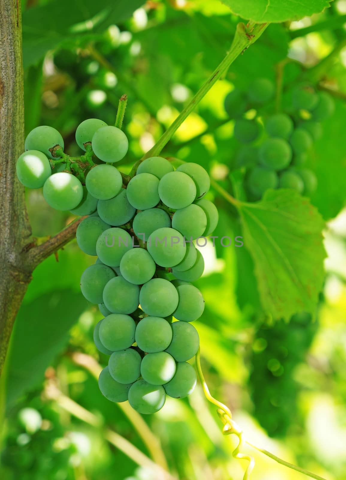 Green grapes on the vine