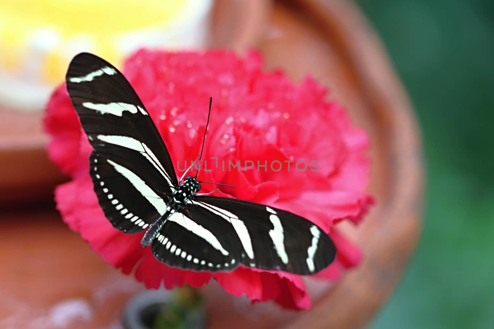 Photo shows details of colourful butterfly in the park.