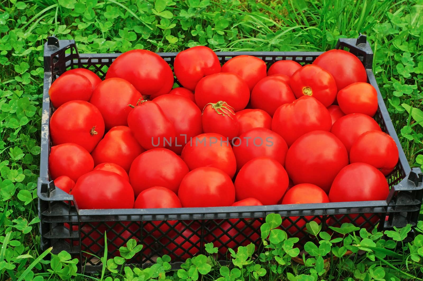 Box of ripe red tomatoes on a green grass