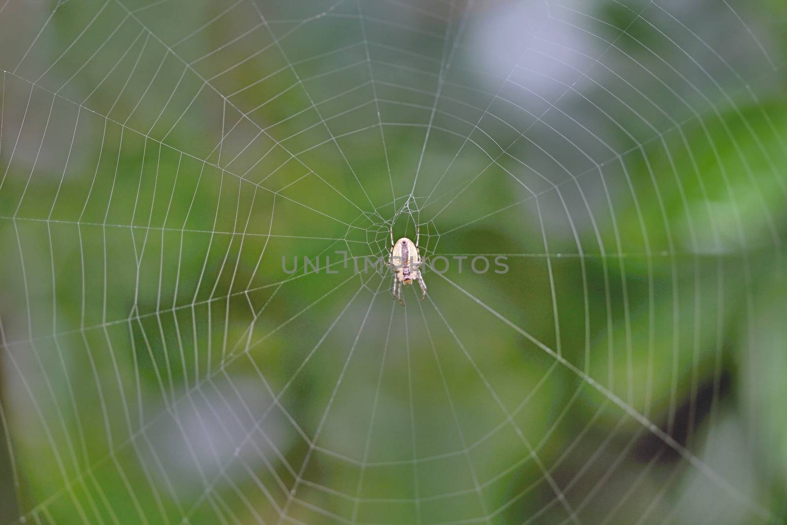 Photo of Spider on the Net in the Garden made in the late Summer time in the Czech republic, 2013