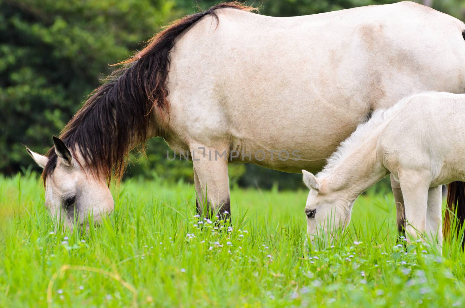 Close up white horse mare and foal grazing in a field of grass, Thailand