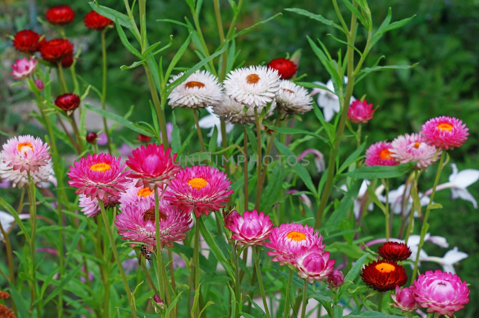 Immortelles flower helichrysum  in the garden