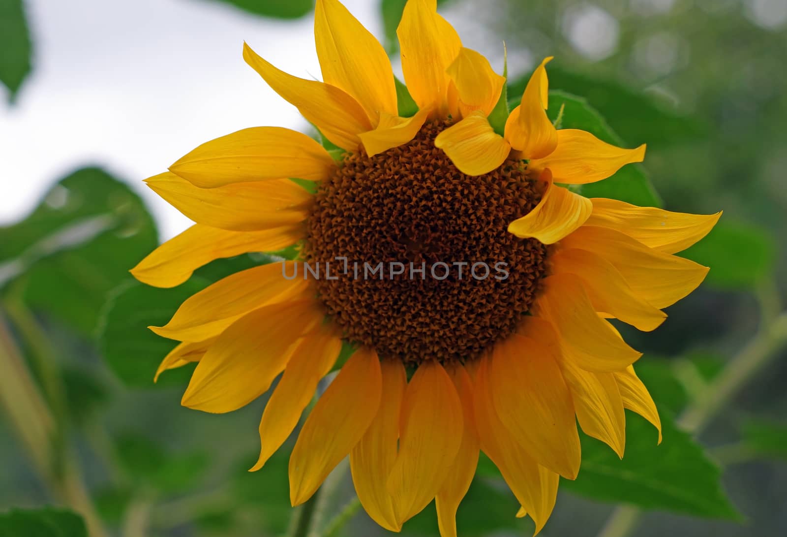Blooming sunflower closeup               