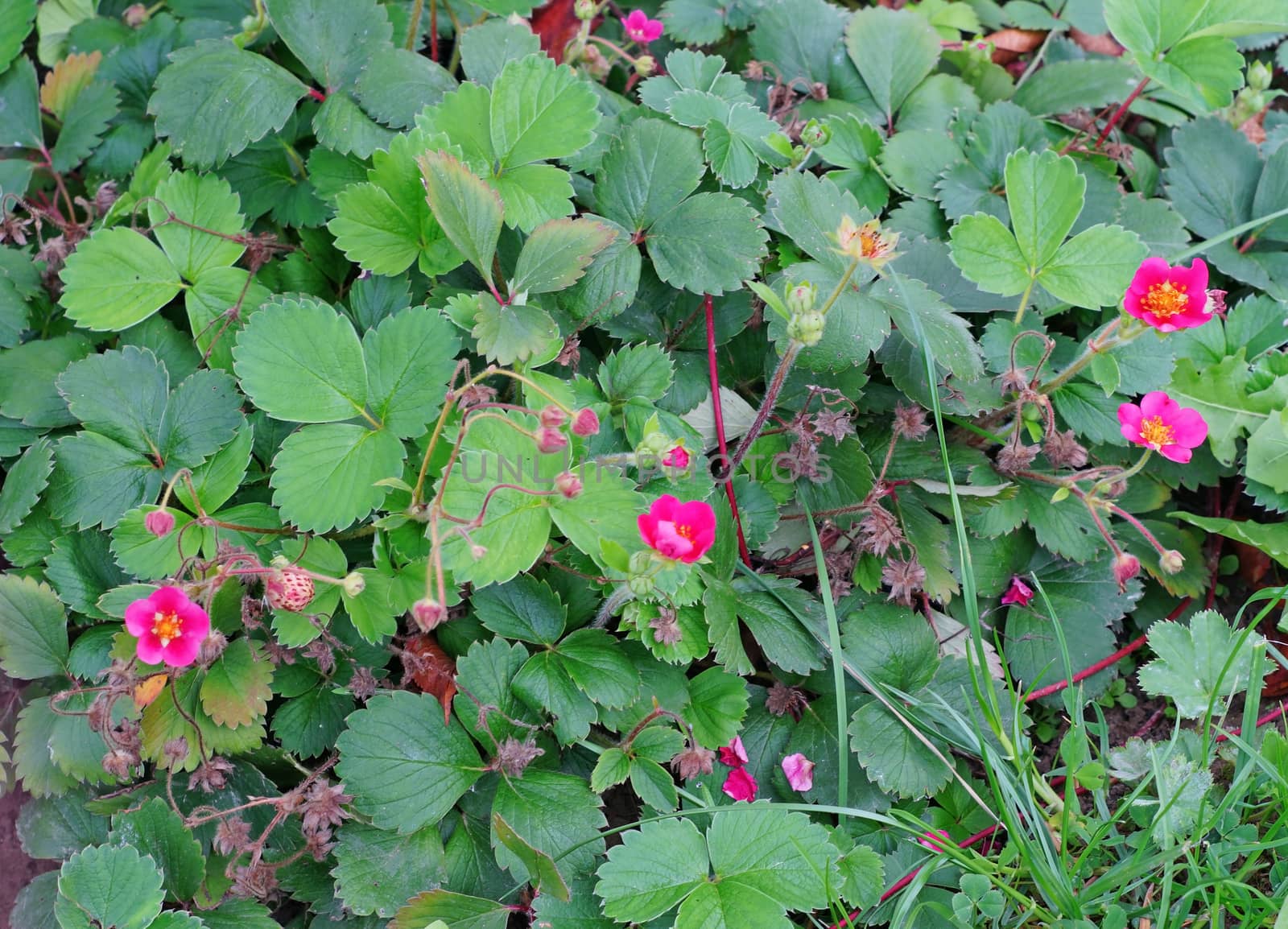 Strawberries with pink flowers