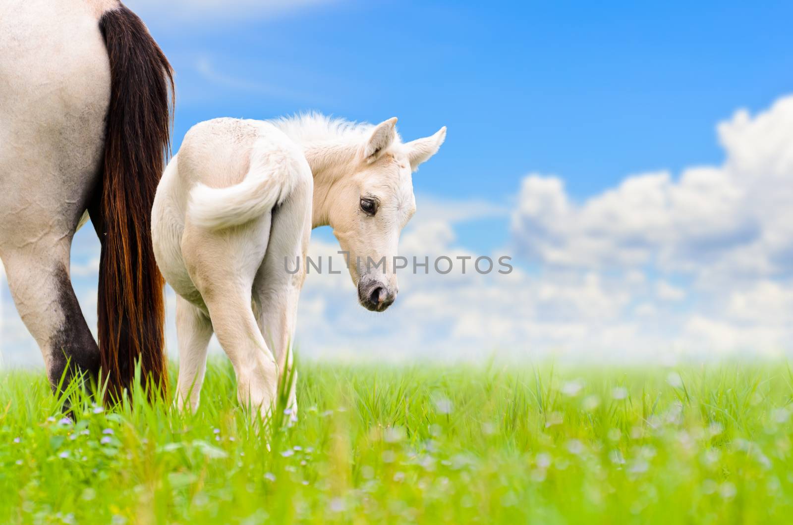White horse mare and foal looking with suspicion on blue sky background
