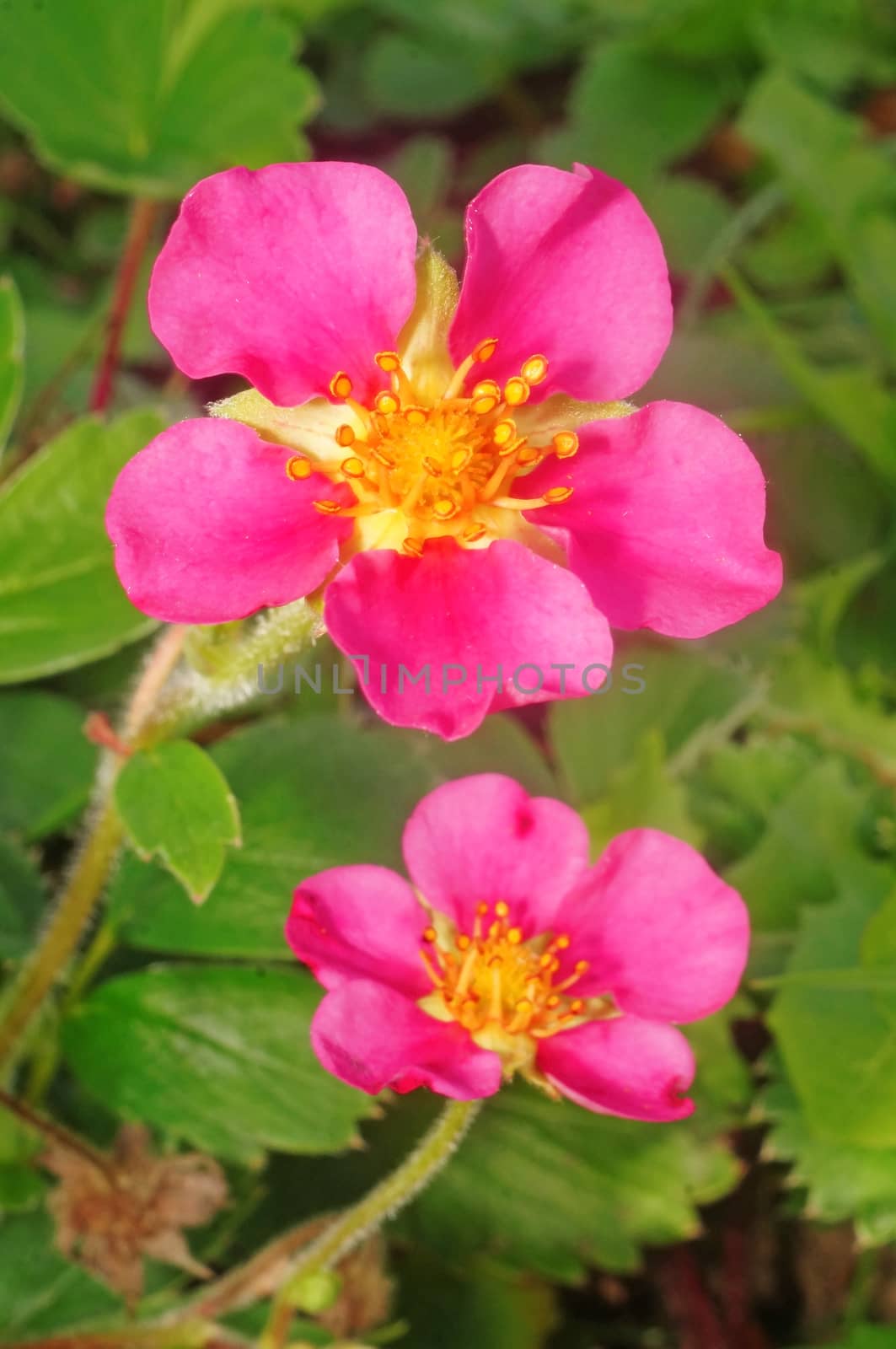 Strawberries with pink flowers