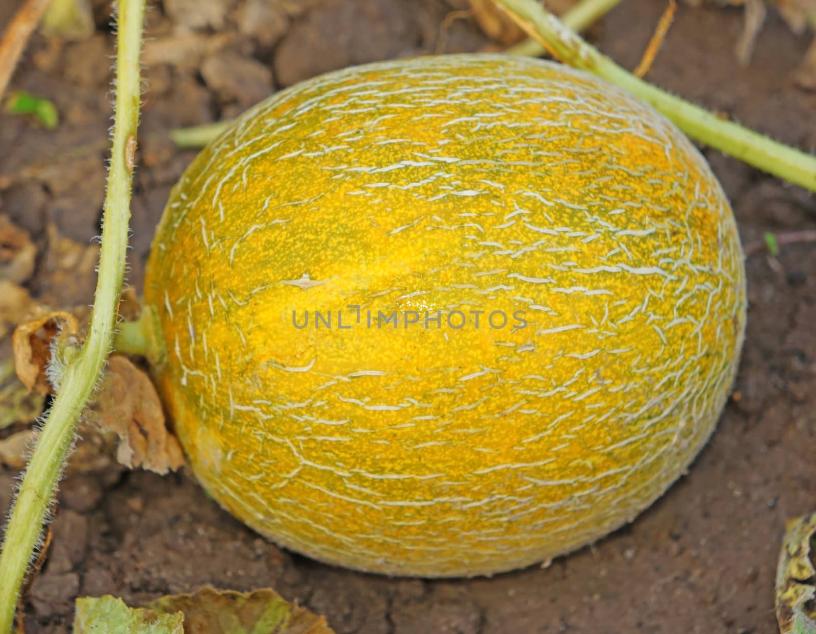 Ripe yellow melon on a bed in the garden                               