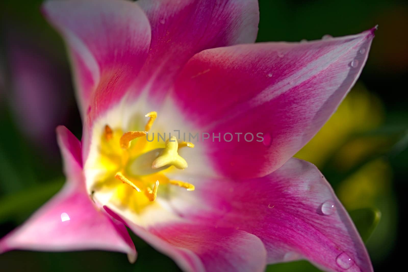 Photo shows details of various tulip flowers.