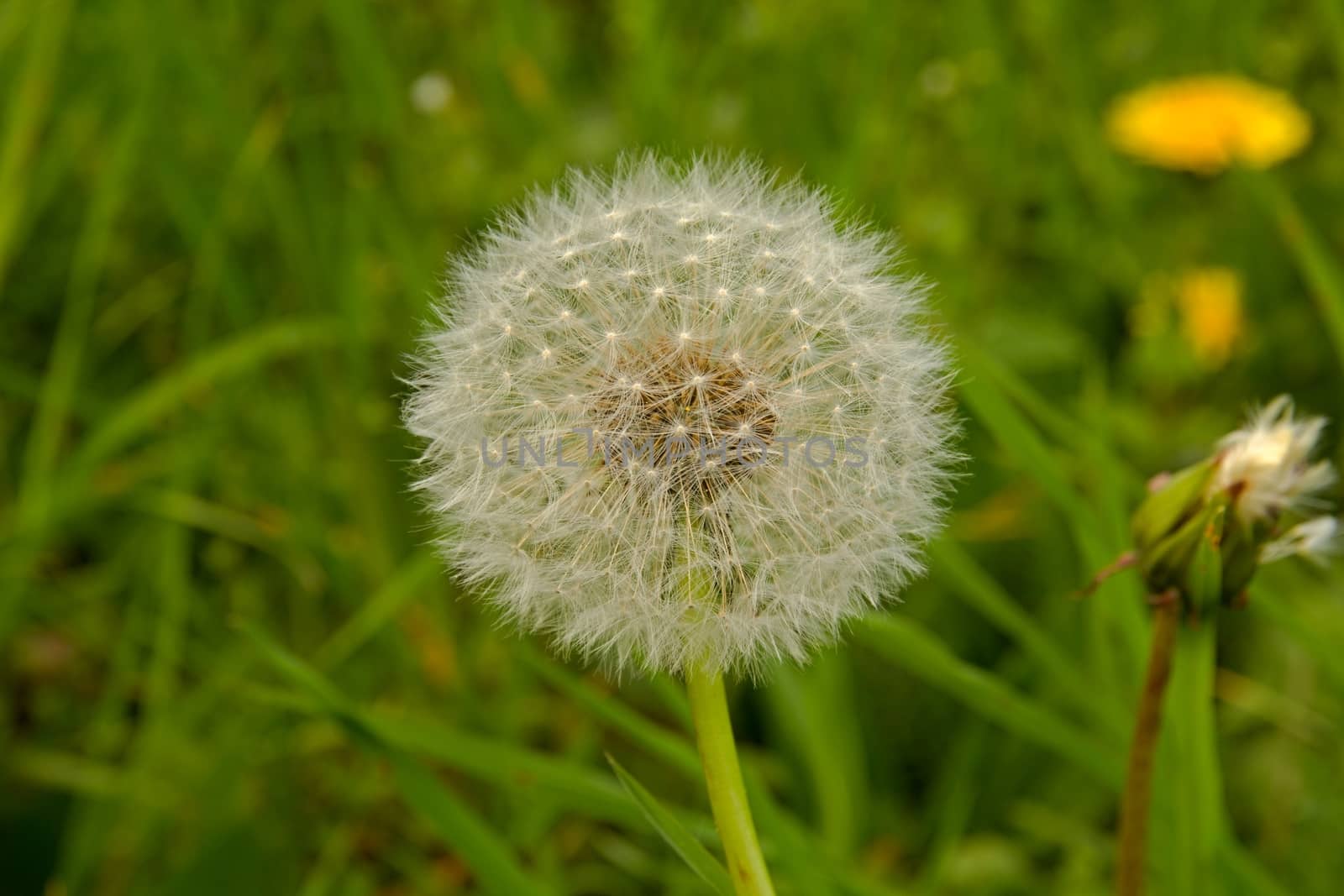 Photo shows deatils of white dandelion with green background.