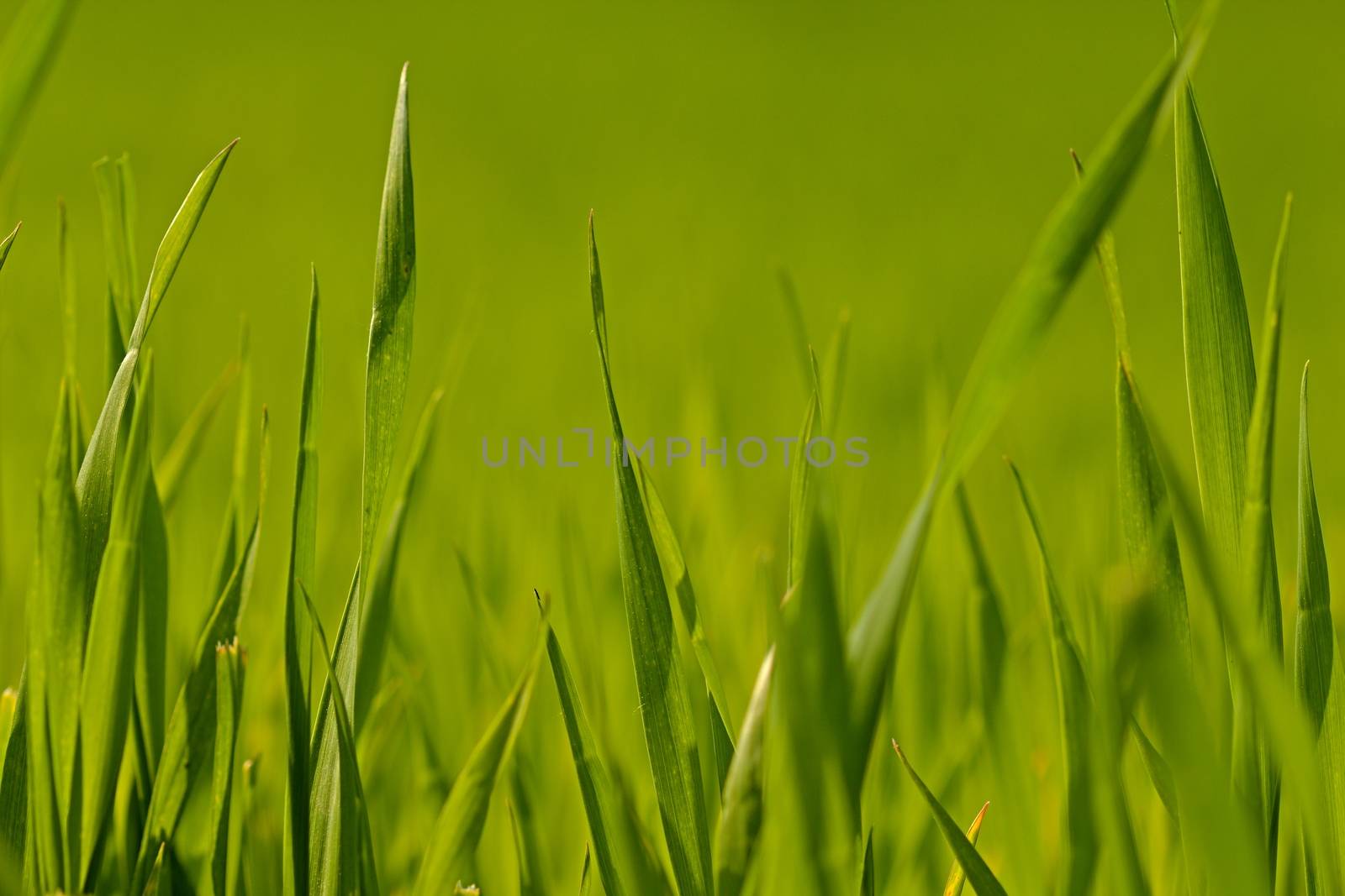 Photo shows details of green grass halms lighted by sun.