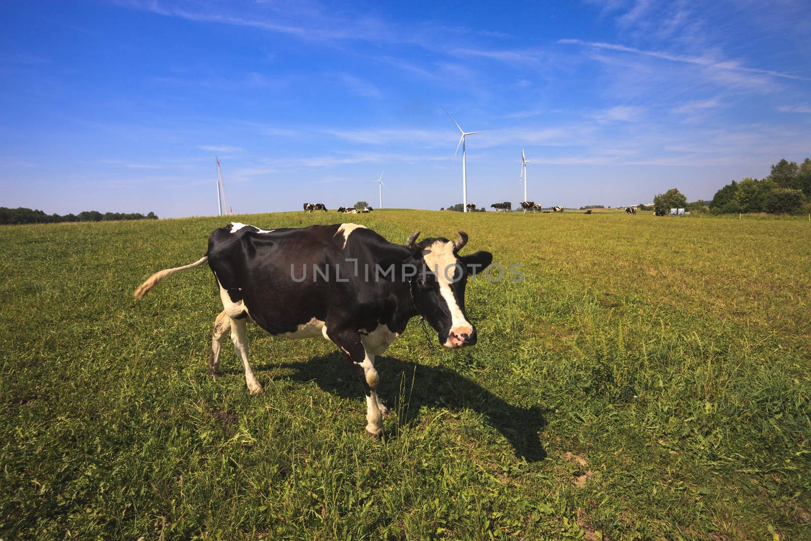 Cows grazing near wind turbines by ints