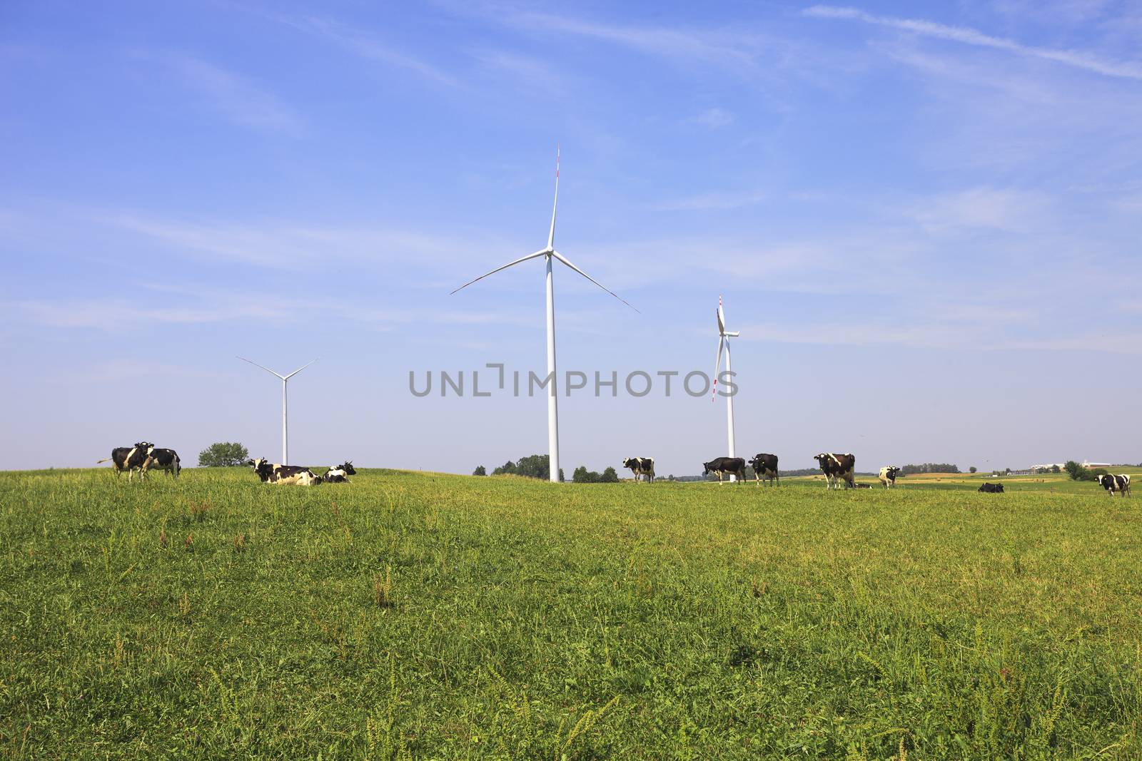 Cows grazing near wind turbines. Poland countryside