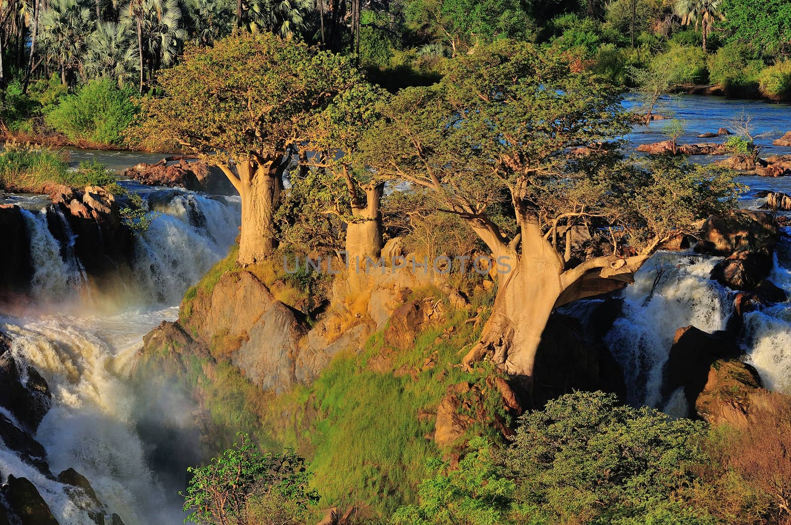Baobab trees at sunset in the Epupa waterfalls in Namibia
