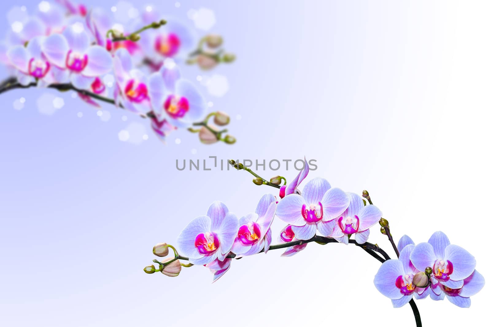Blue pink orchid flowers on blurred gradient background by servickuz
