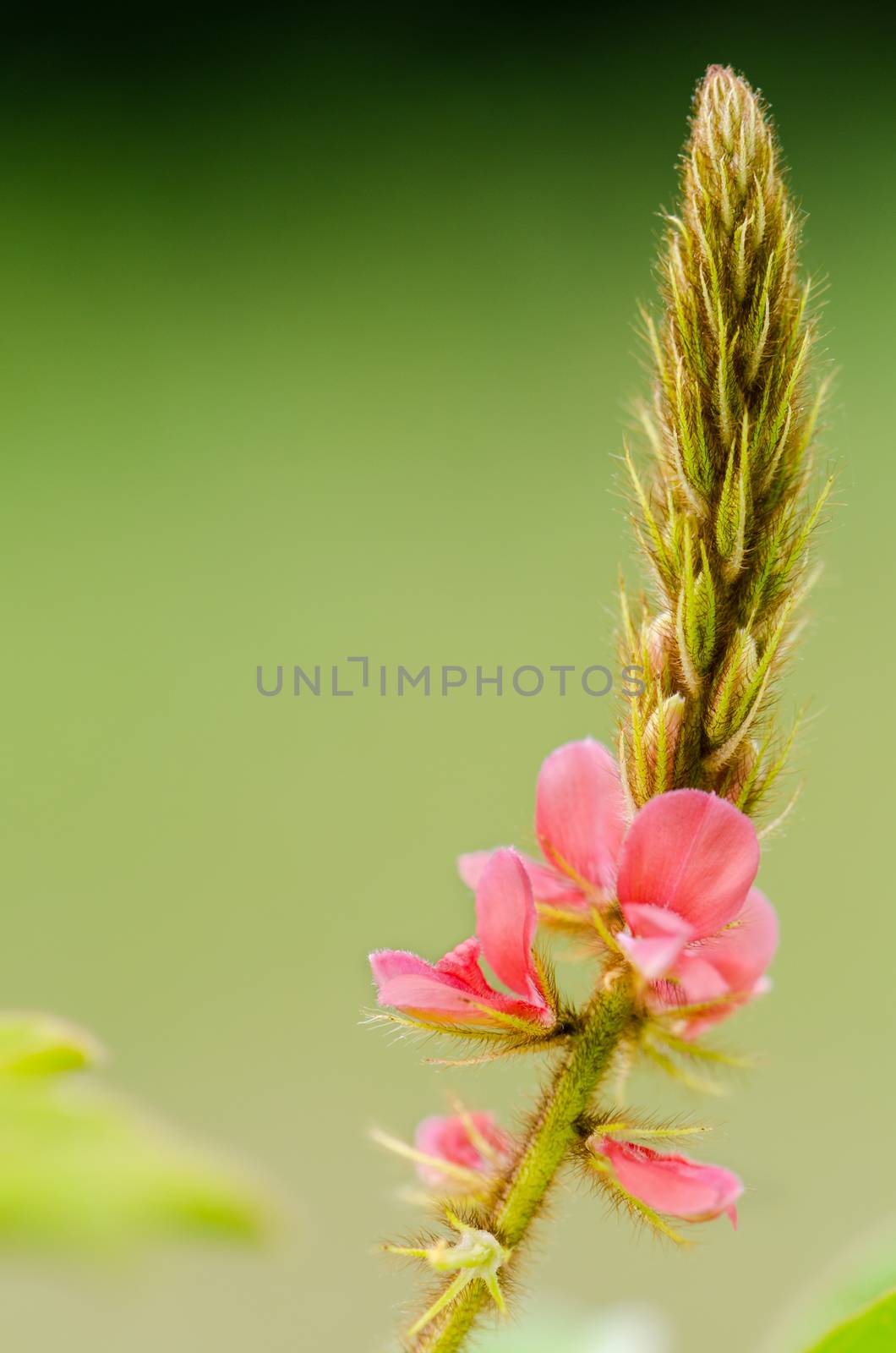 Close up small panicle of pink flower at meadow in Thailand