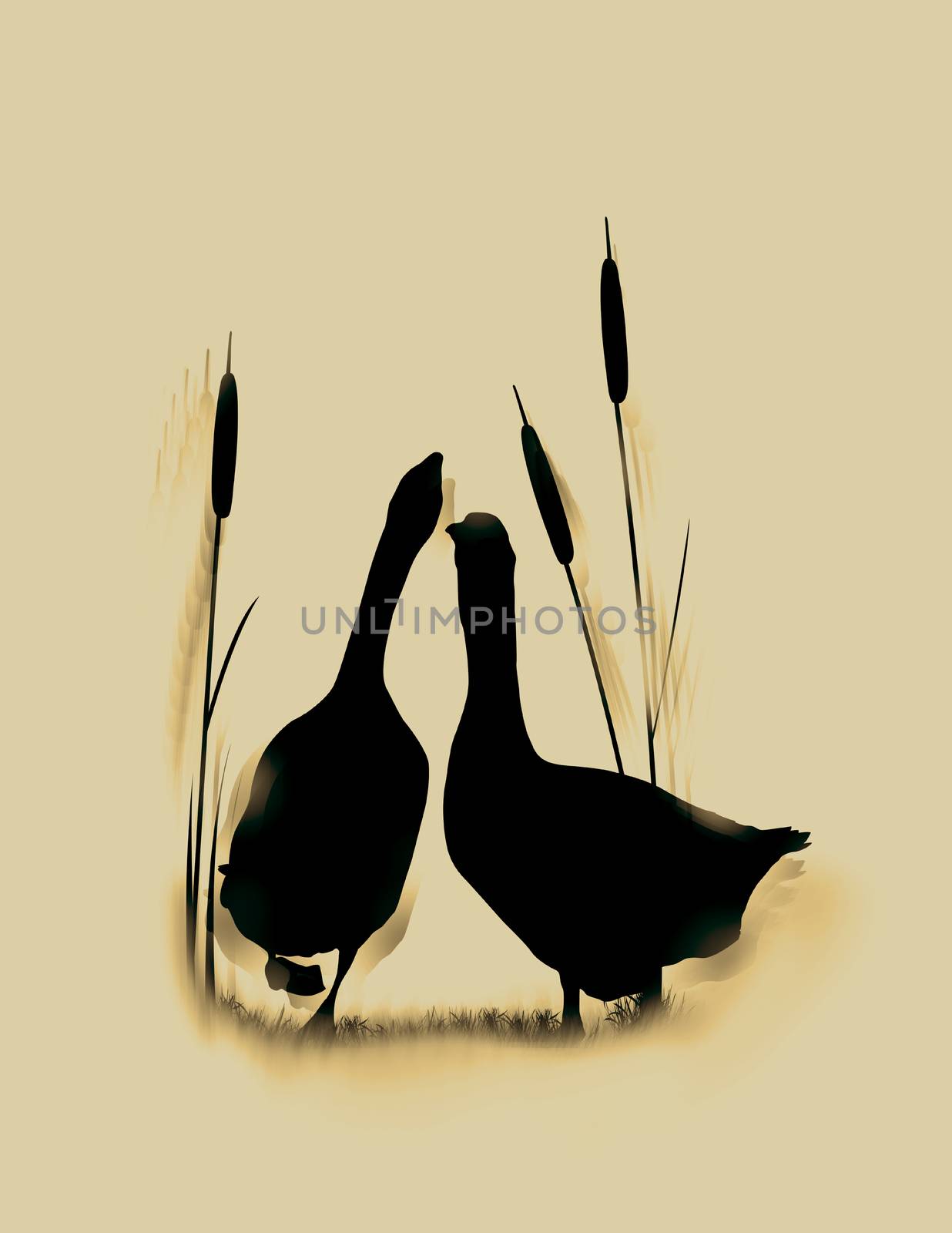 Romantic wildlife background with wild gooses couple