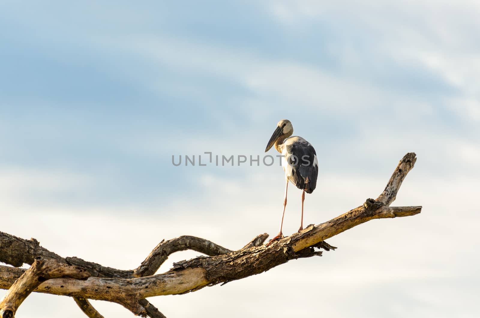 Asian Openbill (Anastomus oscitans) White bird standing alone on trees that died in the drought
