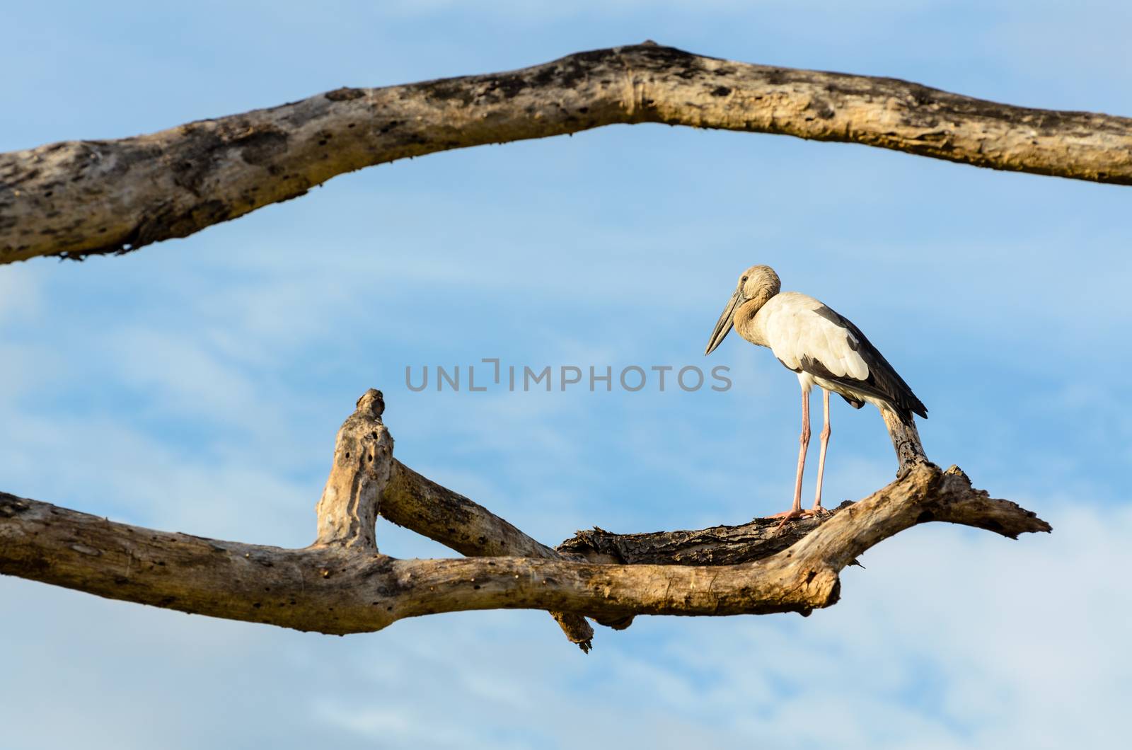 Asian Openbill (Anastomus oscitans) White bird standing alone on trees that died in the drought