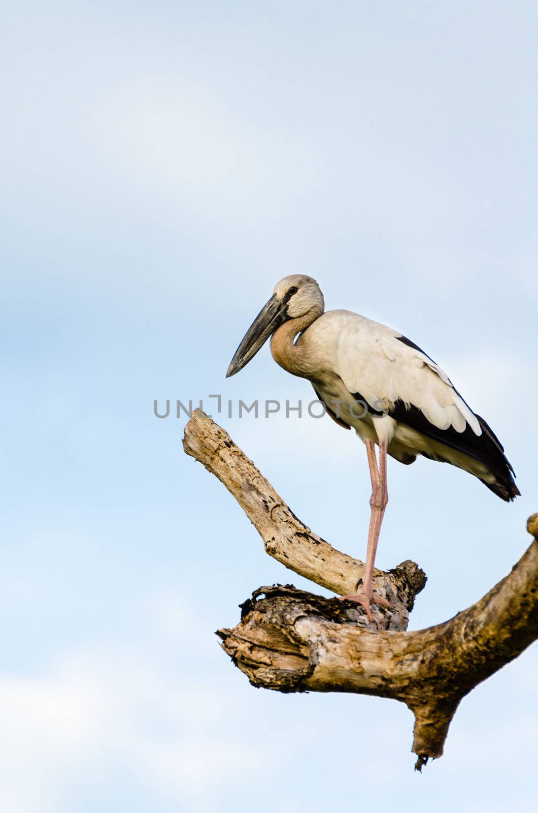 Asian Openbill (Anastomus oscitans) White bird standing alone on trees that died in the drought