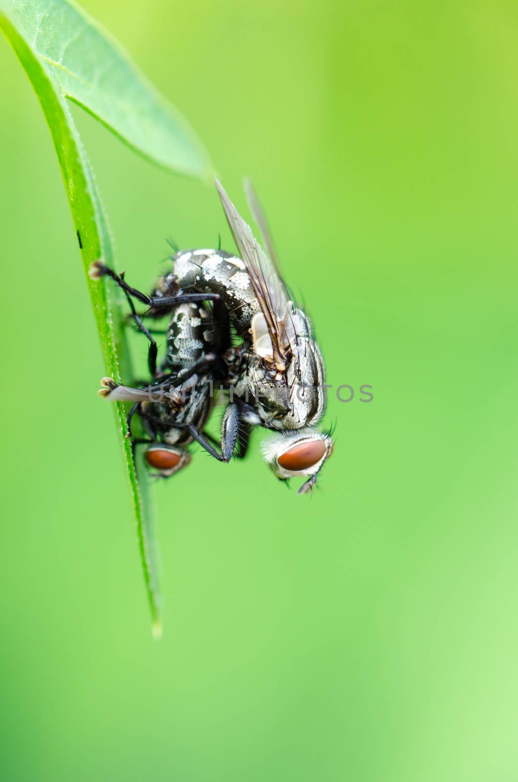 Close up Flesh Fly (Parasarcophaga ruficornis) mating on the leaf in green background