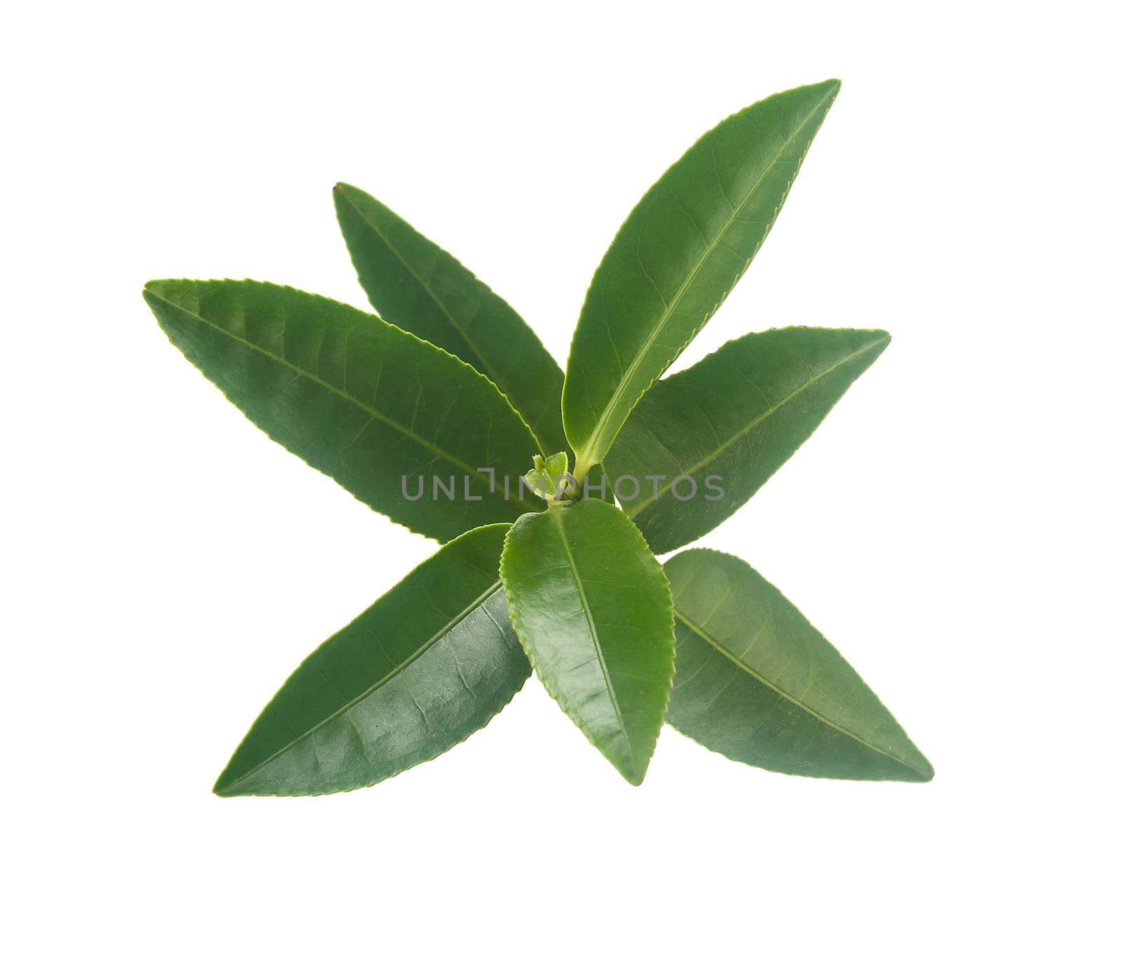 Isolated branch of fresh green tea on the white background