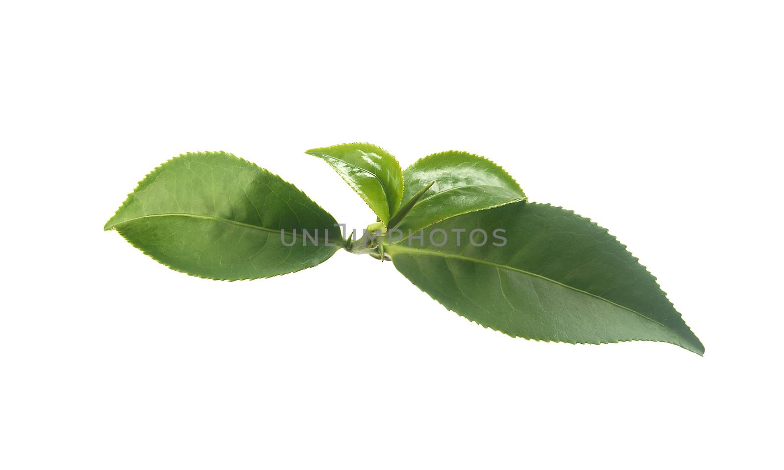 Isolated branch of fresh green tea on the white background