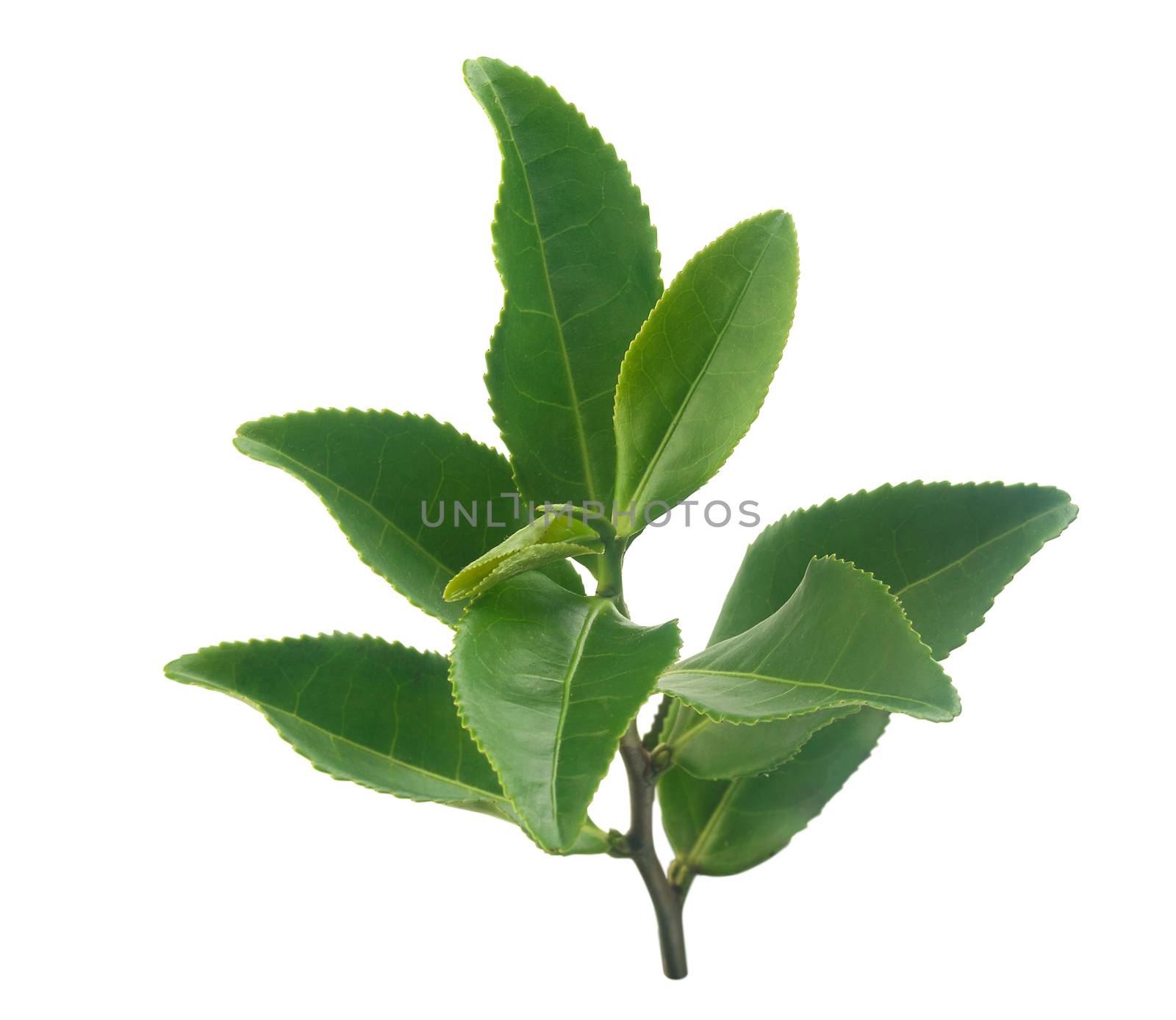 Isolated branch of fresh green tea on the white background