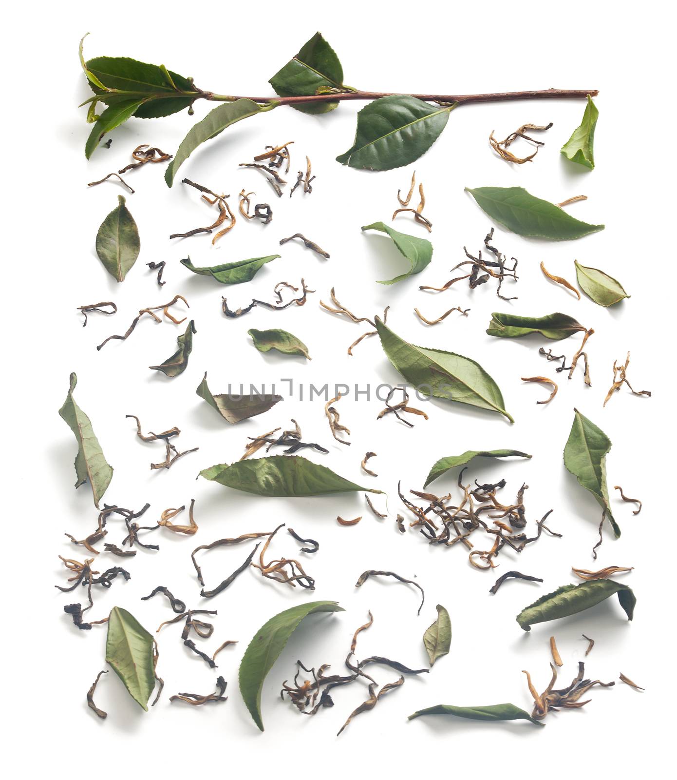Tea branch and leaves with dried tea by Angorius