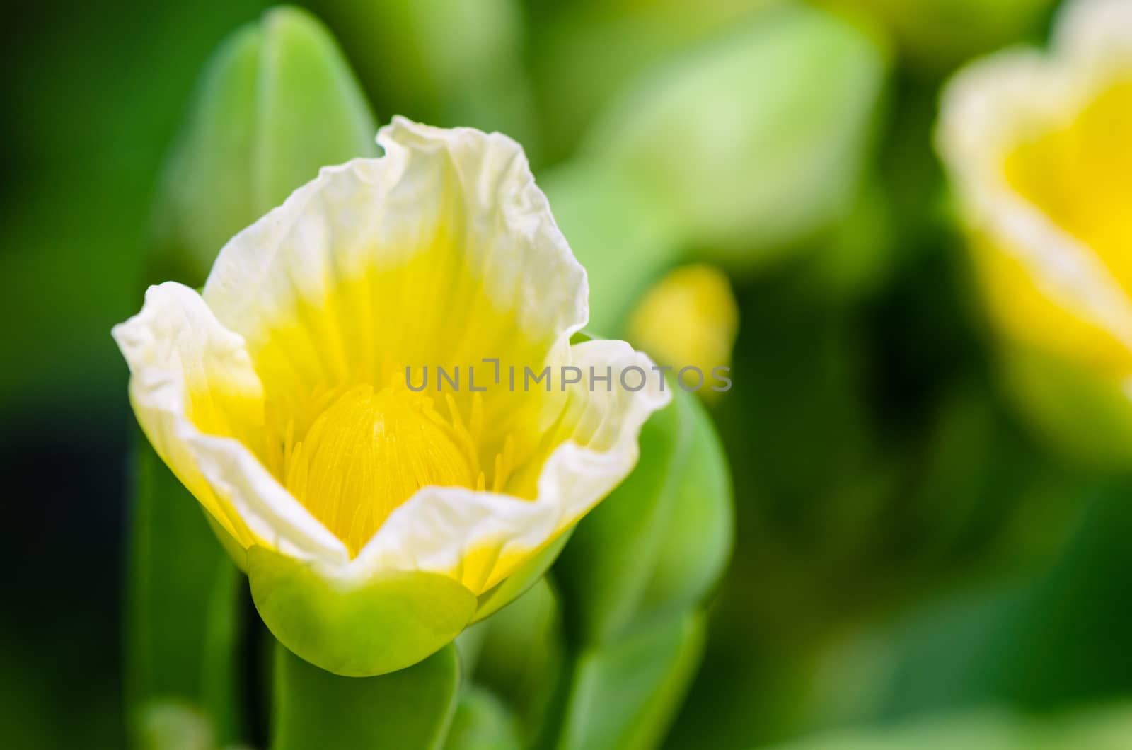 Close up beautiful yellow flower of Limnocharis flava or Yellow Burr Head is a species of aquatic flowering plant taken in Thailand