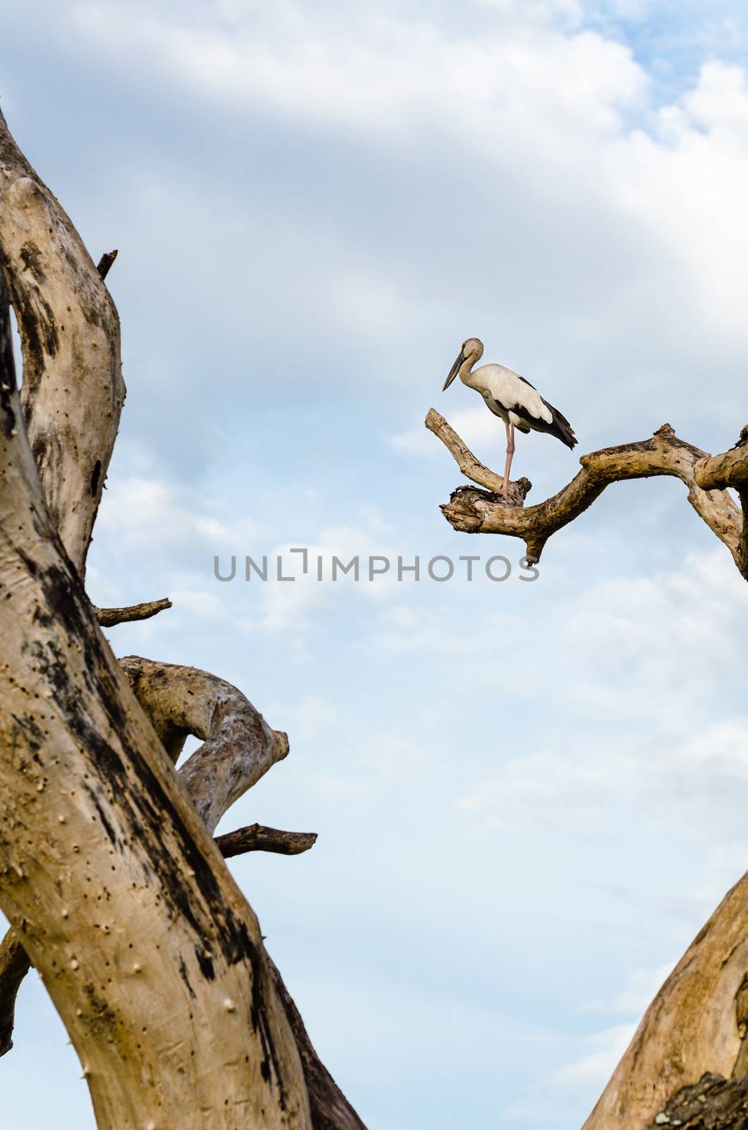 Asian Openbill (Anastomus oscitans) White bird standing alone on trees that died in the drought
