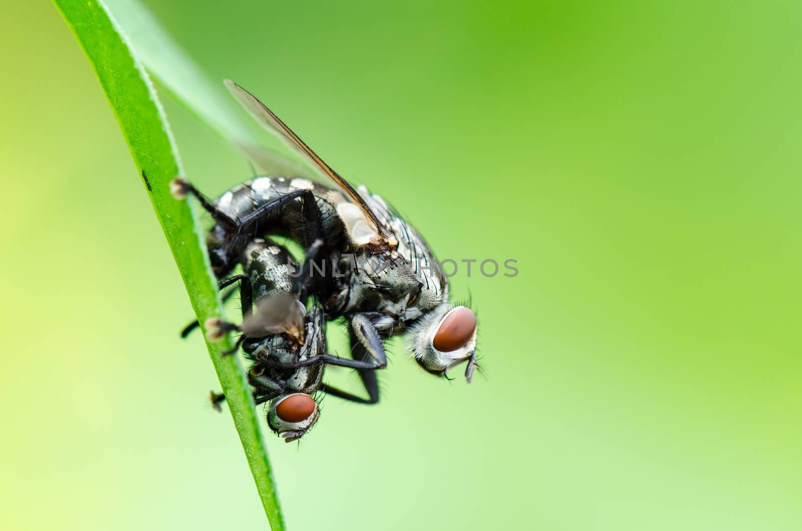 Close up Flesh Fly (Parasarcophaga ruficornis) mating on the leaf in green background