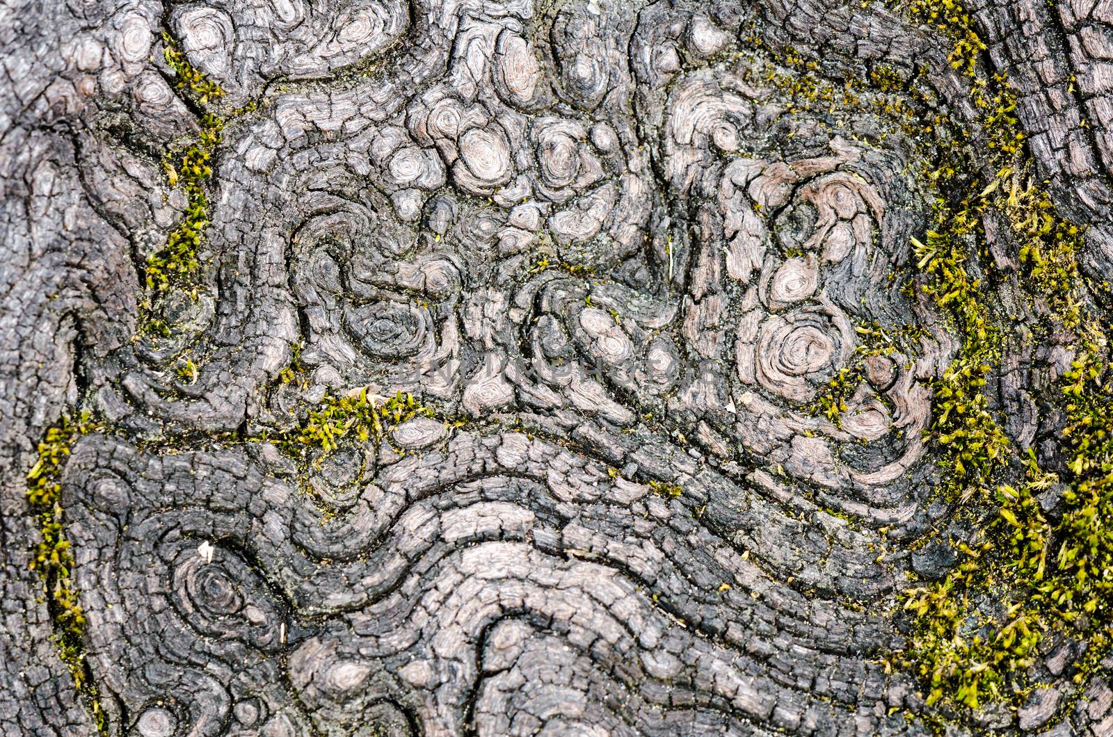 Texture of old wood in nature that is water erosion.