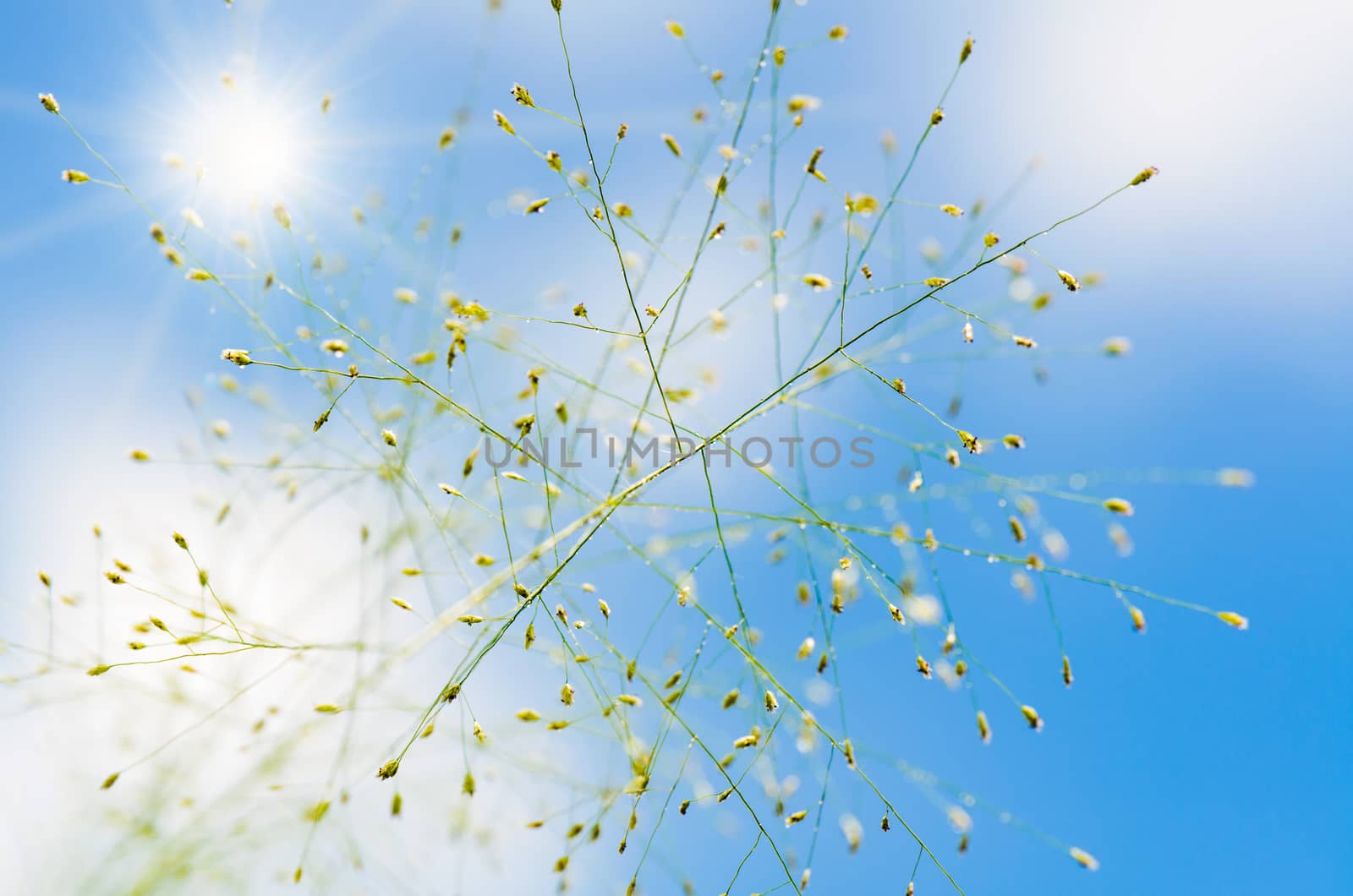 Flower of grass after the rain under beautiful a blue sky and sun