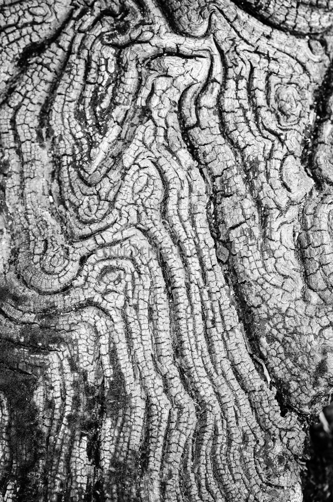 Texture of old wood black and white in nature that is water erosion.
