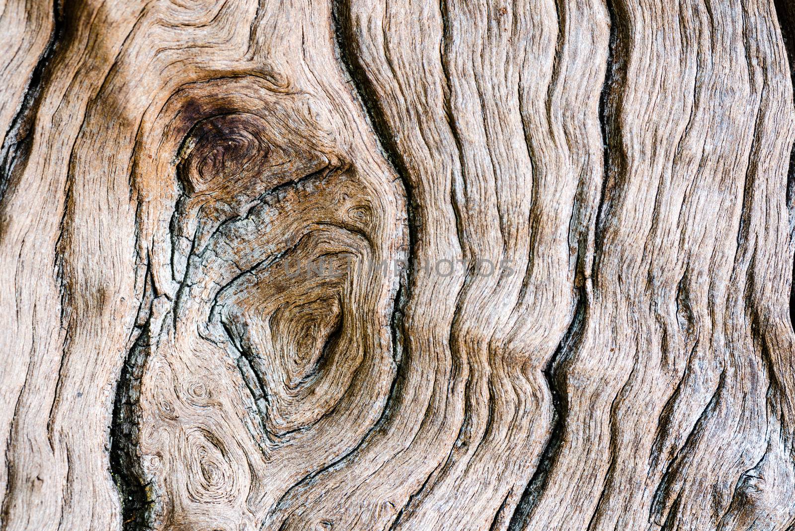 Texture of old wood in nature that is water erosion.