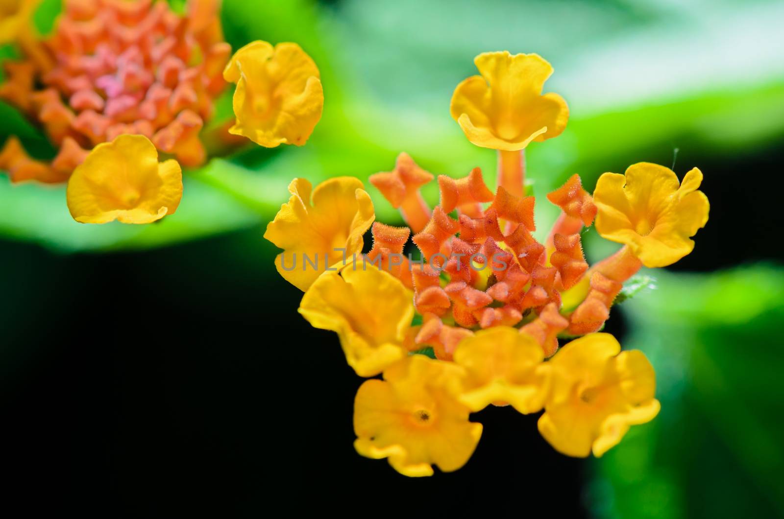 Macro small flowers bright colors of Lantana Camara (Pha Ka Krong) taken in Thailand