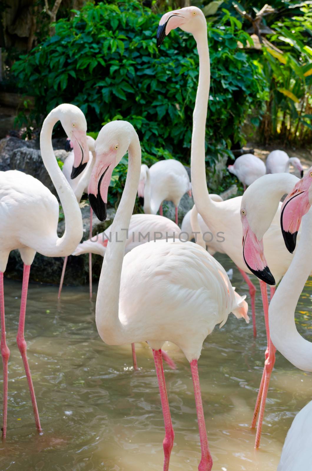Greater Flamingos. Pink bird in open zoo
