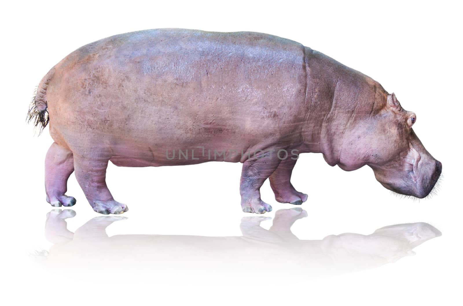 Hippos or Hippopotamus amphibius are standing on white background
