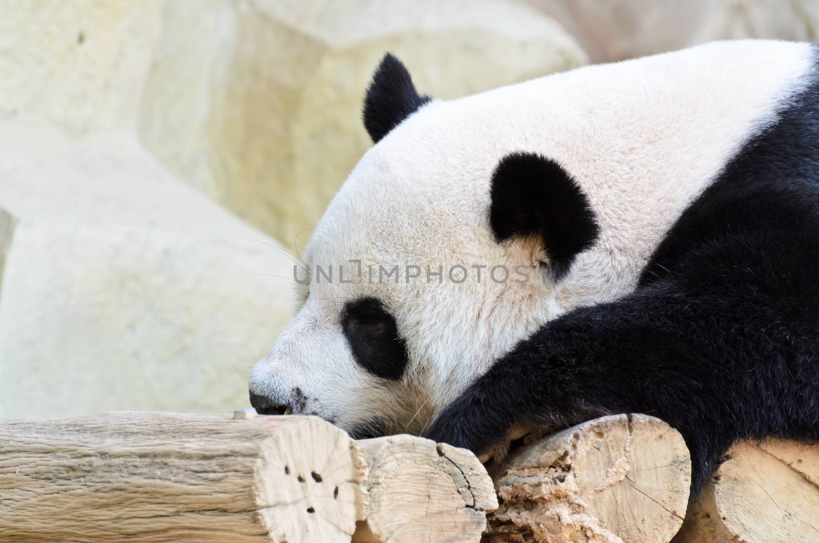 Panda sleeping on a wooden bed happily