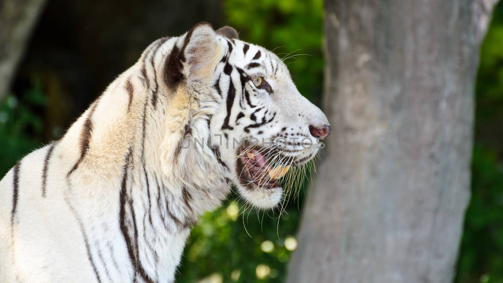 White Tiger stare with curiosity in the wild