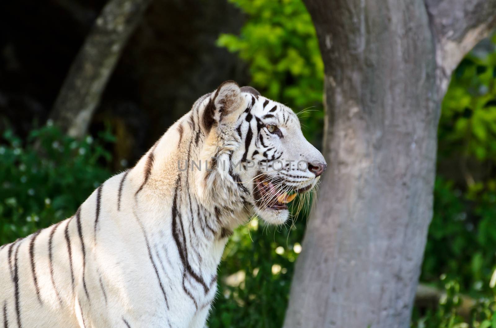 White Tiger stare with curiosity in the wild
